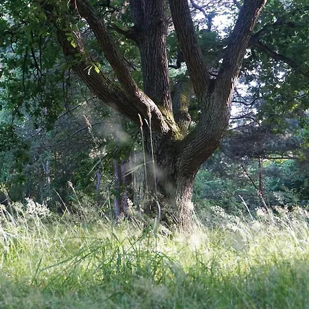 Laguna Kompleks Wypoczynkowo Rekreacyjny * Treptower Deep